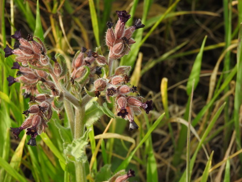 Anchusa undulata (Anchusa undulata)
