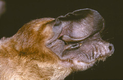Mops thersites