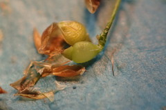 Rhynchospora rariflora