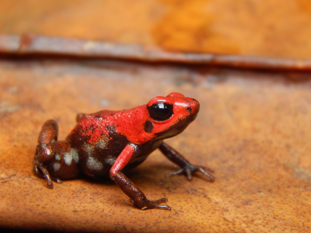 Santander Poison Frog