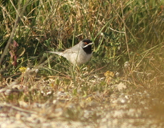 Curruca ruppeli