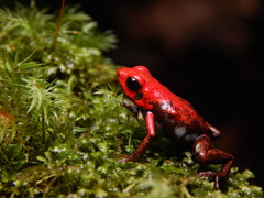 Santander Poison Frog photo 2