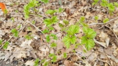 Viburnum opulus opulus