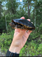 Florida Mud Turtle photo 4