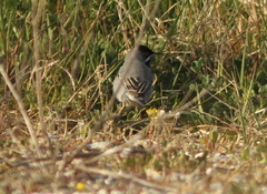 Curruca ruppeli