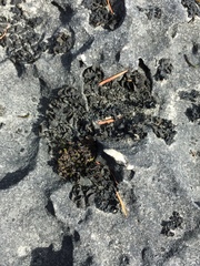 Lathagrium undulatum