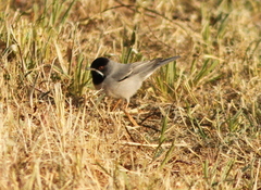 Curruca ruppeli
