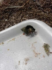 Clibanarius antillensis