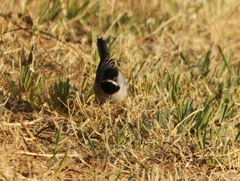 Curruca ruppeli