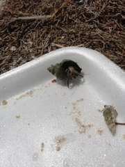 Clibanarius antillensis