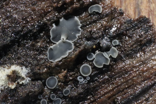 Phialocephala
