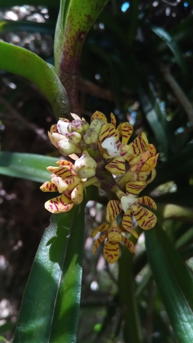 Acampe pachyglossa
