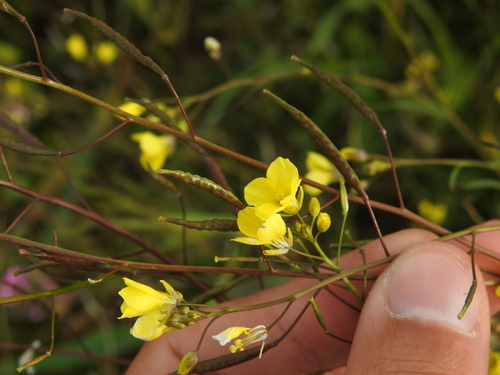 Diplotaxis catholica (Diplotaxis catholica)