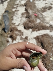 Clibanarius antillensis