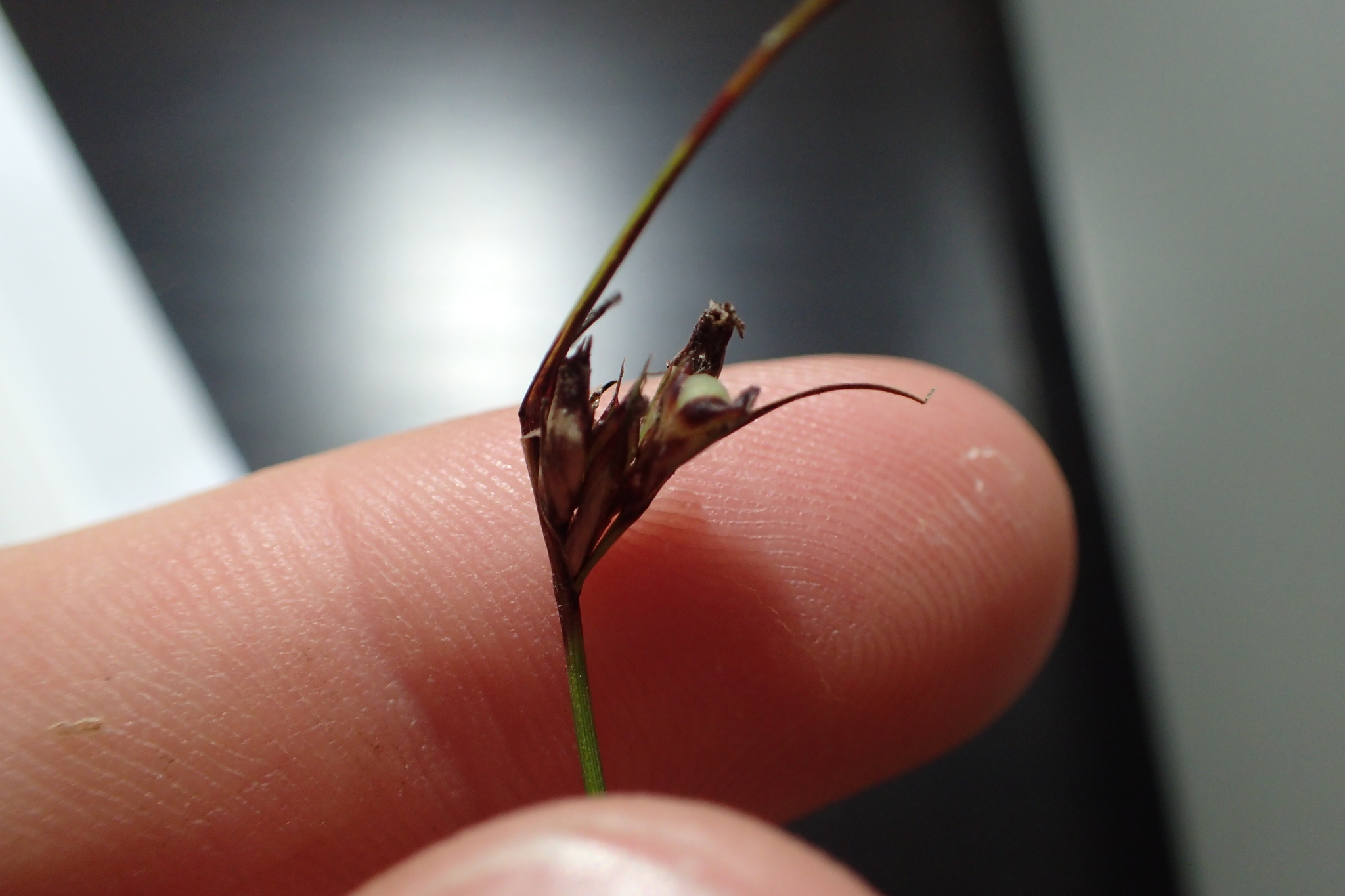 Scleria georgiana