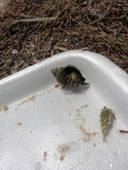 Clibanarius antillensis