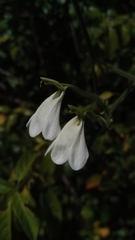 Rhinacanthus