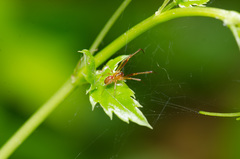 Anelosimus studiosus