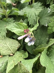 Symphytum × hidcotense