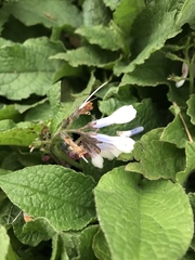 Symphytum × hidcotense