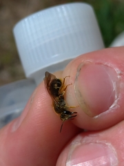 Andrena chrysosceles