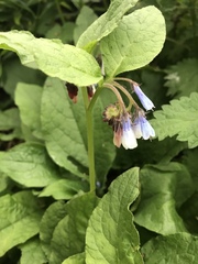 Symphytum × hidcotense