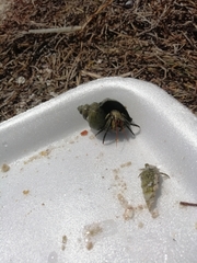 Clibanarius antillensis