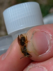 Andrena chrysosceles