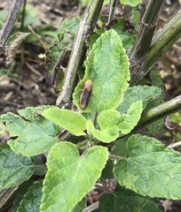 Oncometopia hamiltoni