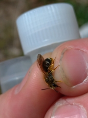 Andrena chrysosceles