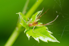 Anelosimus studiosus