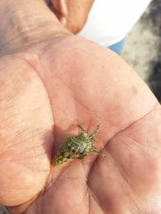 Clibanarius antillensis