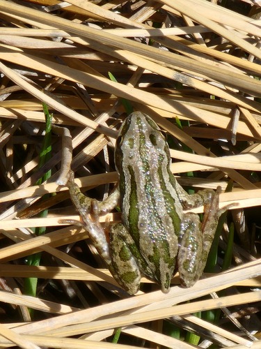 Boreal Chorus Frog photographed in South Dakota