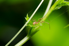 Anelosimus studiosus