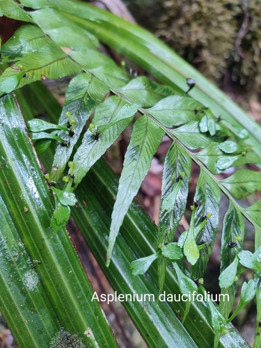 Asplenium daucifolium observed 2023-12-08