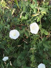 Calystegia purpurata