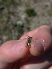 Nomada ruficornis