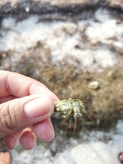 Clibanarius antillensis