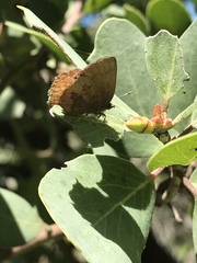 Callophrys