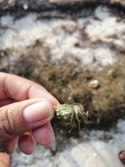 Clibanarius antillensis