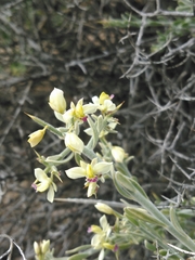 Rhinotropis acanthoclada