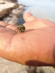 Clibanarius antillensis