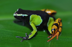 Mantella baroni