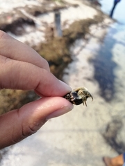 Clibanarius antillensis