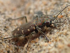 Cicindela oregona oregona