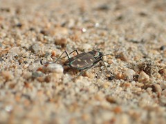 Cicindela oregona oregona