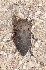 Capnodis
