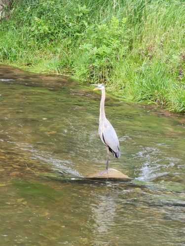 Great Blue Heron photographed in South Dakota