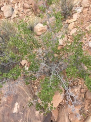 Rhus aromatica simplicifolia