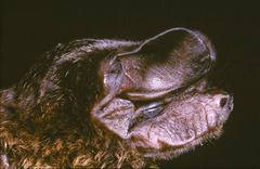 Mops thersites